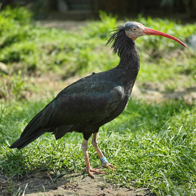 Essa linda espécie de pássaro corre um sério risco de desaparecer em alguns anos. Contando com pouco mais de 310 indivíduos, o íbis-eremita foi extinto da Europa há 300 anos e é extremamente sensível ao envenenamento por pesticidas.