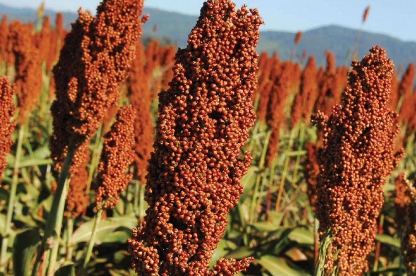 O que é: É um cereal que vem crescendo cada vez mais na alimentação humana , sendo rico em amido, proteínas, minerais e fibras. Alternativa para quem cortou o glúten da dieta.

O pretenso milagre: Ajuda no funcionamento do intestino, diminui o colesterol, é antioxidante, ajuda na absorção de gorduras e emagrece.
