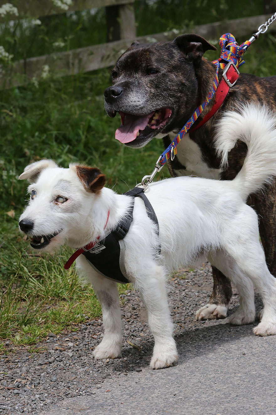Glenn, o cão cego, e seu melhor amigo e cão-guia, Buzz