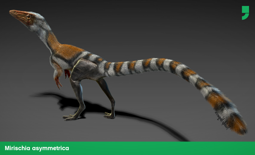 É o único dino descoberto na América do Sul que faz parte de um dos modelos mais antigos de dinossauros com penas. O fóssil foi encontrado em Araripina, Pernambuco.