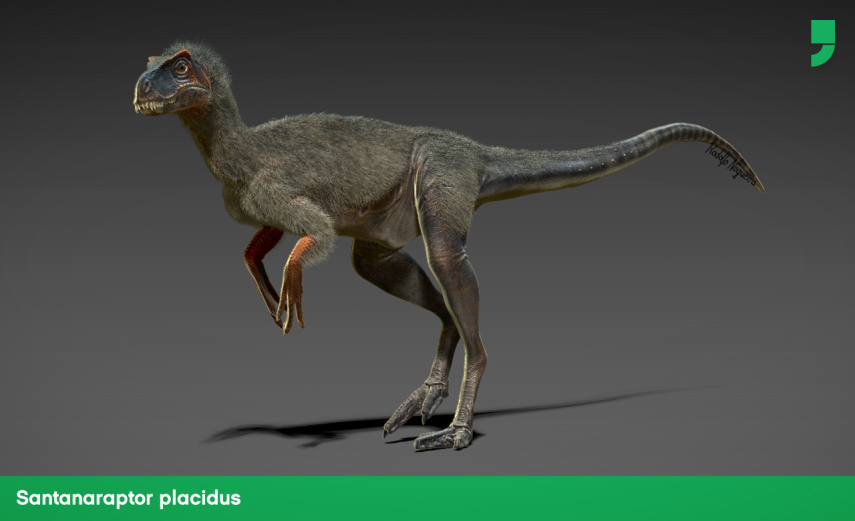 Encontrado em Santana do Cariri, Ceará, em 1991,  esse dino carnívoro viveu no período cretáceo (há 110 milhões de anos) e pode ser considerado o velociraptor brasileiro.