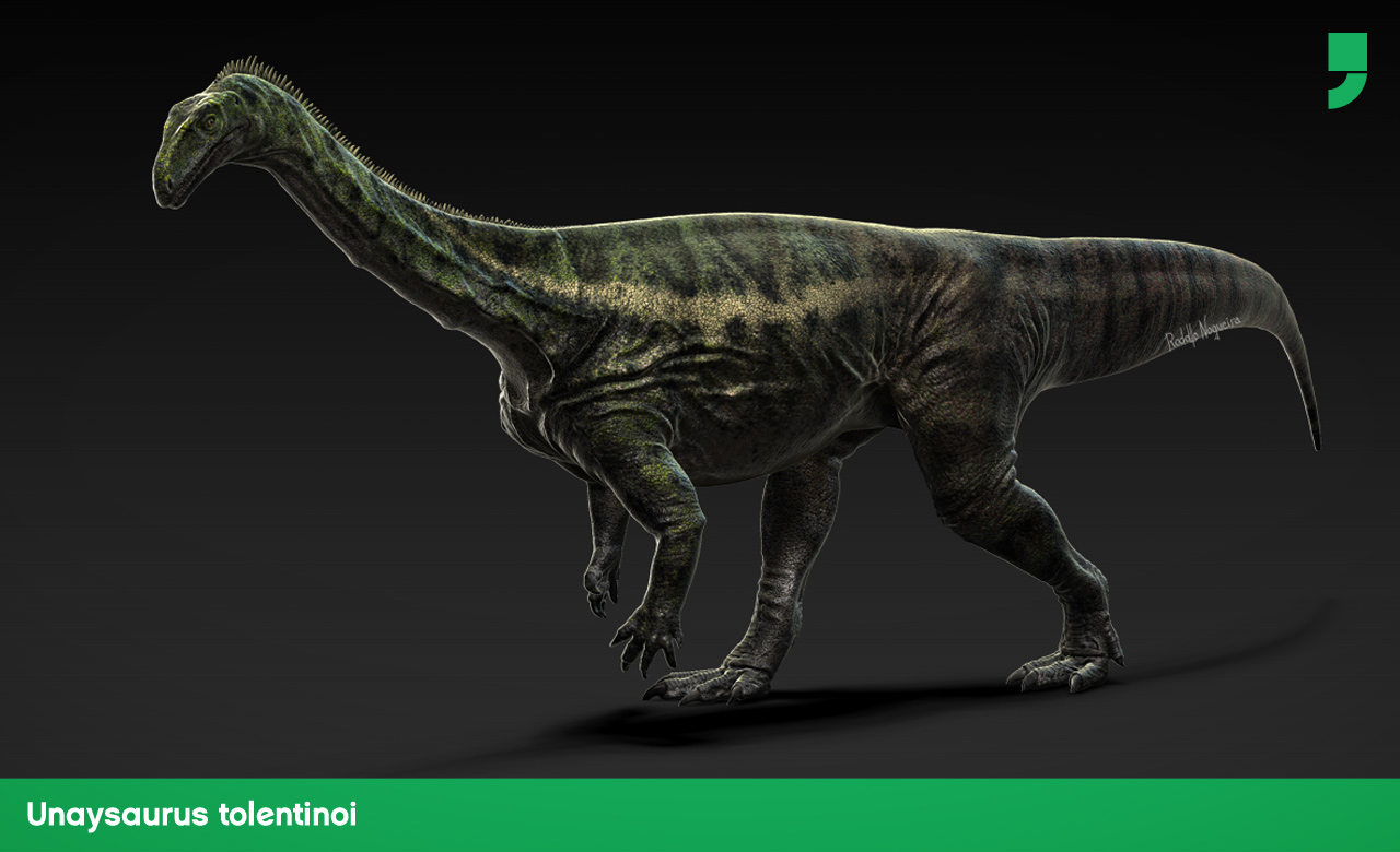 O Unaisauro é um dino herbívoro, bípede, com 2,5 metros de comprimento e 70 a 80 centímetros de altura. O fóssil foi encontrado em São Martinho da Serra, no RS.