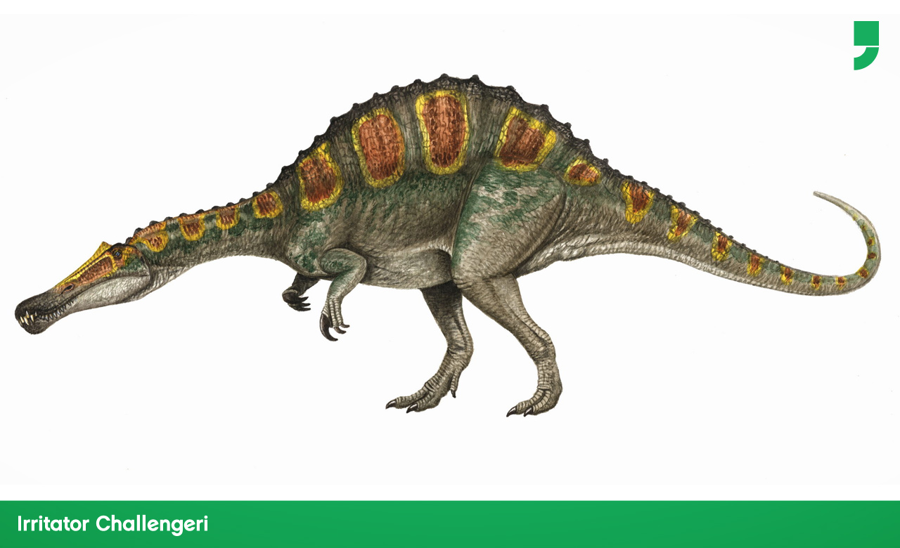Com 8 metros de comprimento e 3 de altura, o Irritator era parecido com o Angaturama limai e vivia na mesma área, a Chapada do Araripe, no Ceará.