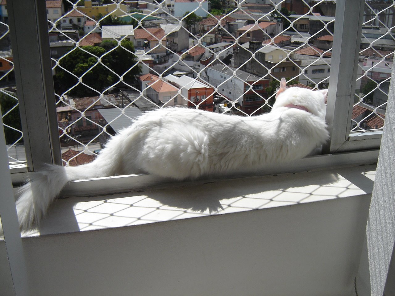 Alguns cuidados são importantes para garantir a segurança do seu animal dentro de casa. Por exemplo, se mora em apartamento, deverá ter telas de proteção para evitar que ele pule ou caia; se mora em casa, veja as possíveis rotas de fuga e certifique-se de eliminá-las (tendo muros altos, telas nos portões, etc.)