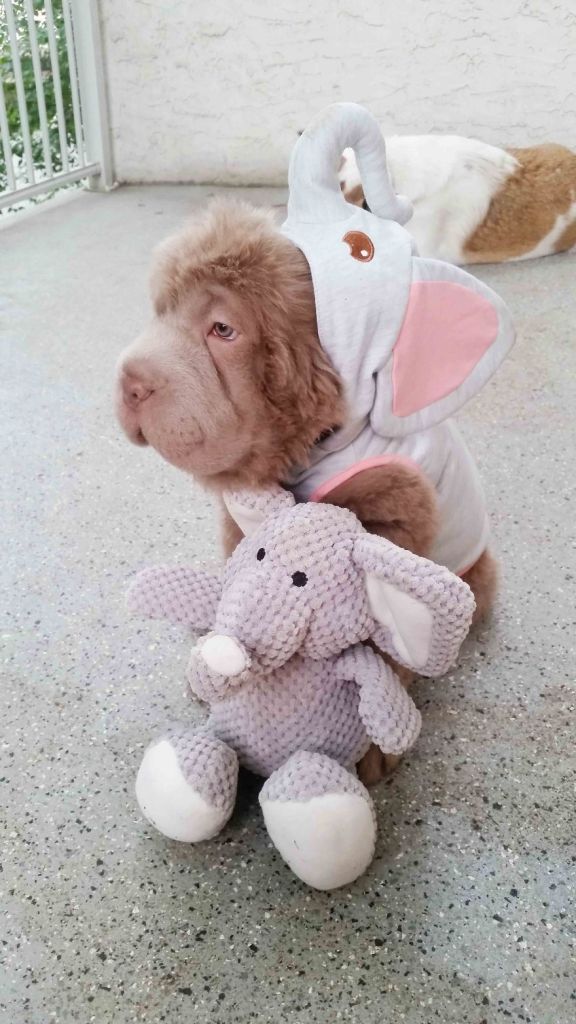 A cadela shar-pei tem mais de 60 mil seguidores no Instagram