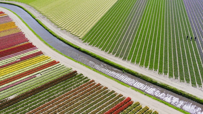Campos de Tulipas, por Anders@andersa.com_