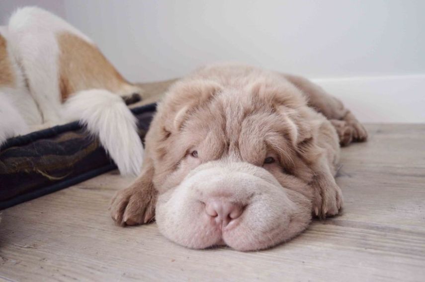 A cadela shar-pei tem mais de 60 mil seguidores no Instagram