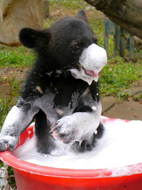 O ursinho parece não ter gostado da espuma