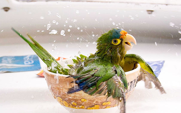 Os passarinhos são os que mais se divertem no banho
