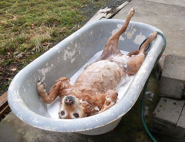 Este cachorro tem sua própria banheira
