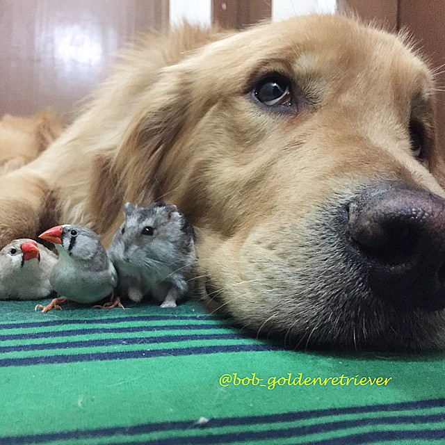 Bob e seus amigos inseparáveis