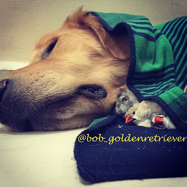 Bob e seus amigos inseparáveis