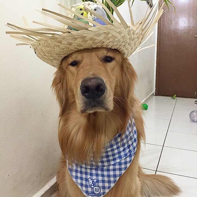 Bob e seus amigos inseparáveis