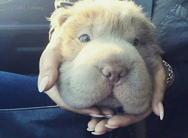 A cadela shar-pei tem mais de 60 mil seguidores no Instagram