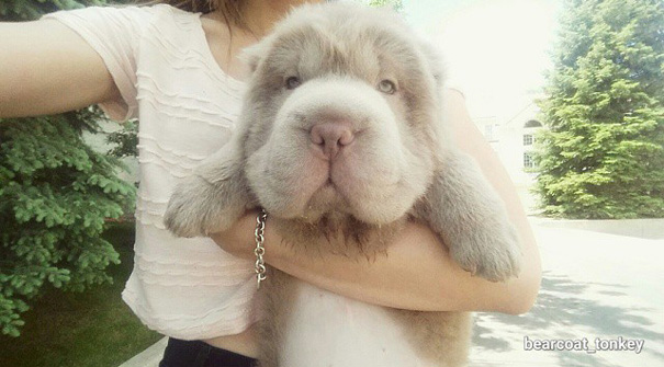 A cadela shar-pei tem mais de 60 mil seguidores no Instagram