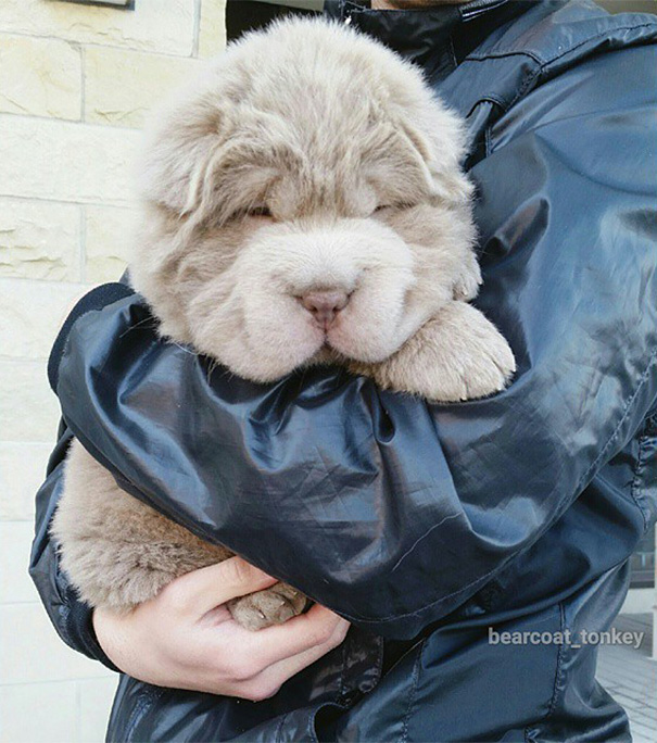 A cadela shar-pei tem mais de 60 mil seguidores no Instagram