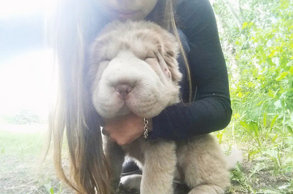 A cadela shar-pei tem mais de 60 mil seguidores no Instagram