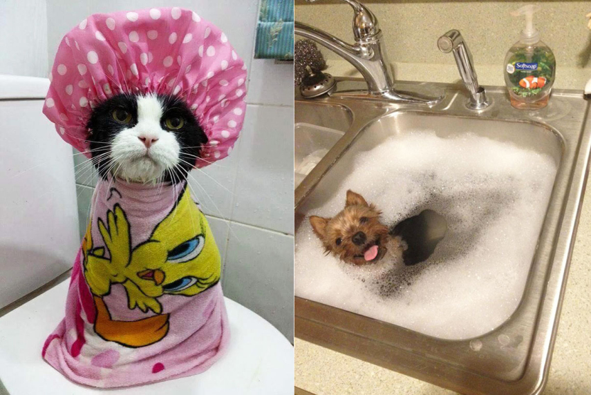 Cães, gatos e outros bichinhos que adoram tomar banho