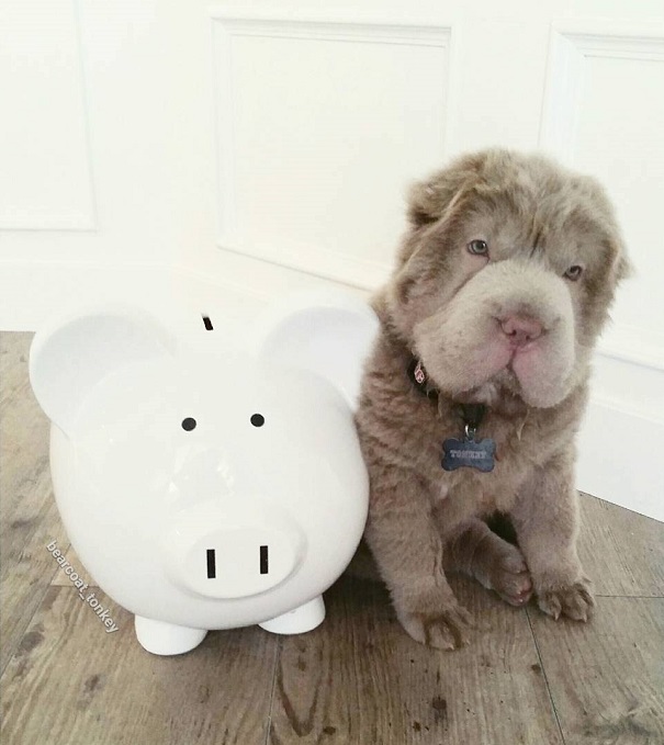 A cadela shar-pei tem mais de 60 mil seguidores no Instagram