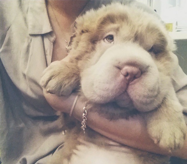 A cadela shar-pei tem mais de 60 mil seguidores no Instagram