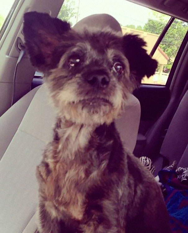 Nicole Elliot e sua filha, Paisley, adotaram o cão Chester de um abrigo. Ele tem câncer e está vivendo os melhores dias de sua vida