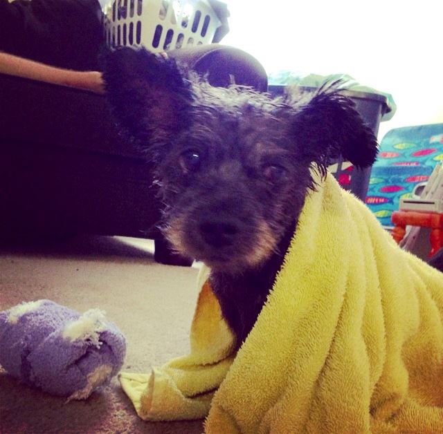 Nicole Elliot e sua filha, Paisley, adotaram o cão Chester de um abrigo. Ele tem câncer e está vivendo os melhores dias de sua vida