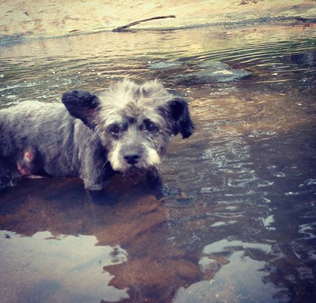 Nicole Elliot e sua filha, Paisley, adotaram o cão Chester de um abrigo. Ele tem câncer e está vivendo os melhores dias de sua vida