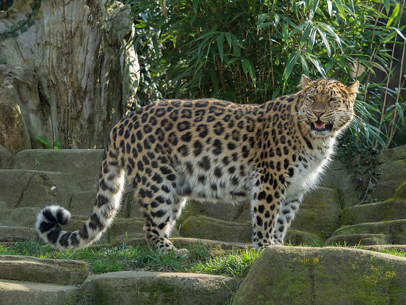 <b>69 indivíduos</b> - Há 57 animais dessa subespécie de leopardo na Rússia e 12 na China. Eles diferem de outros leopardos pela pelagem mais pesada e cheia de pintas, uma adaptação a climas nevosos e frios. Eles são ameaçados pela caça, pela invasão de seu território, pela construção de estradas e pela exploração de florestas.