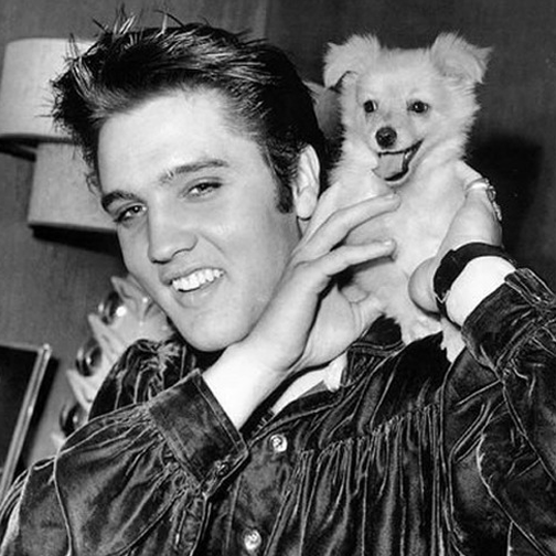 8. Elvis lançou a moda da celebridade com cachorrinho pequeno muito antes da Paris Hilton sonhar em nascer.