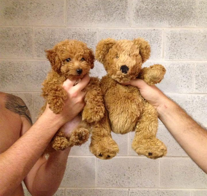 Um urso de pelúcia e um cachorro. Digo... um cachorro e um urso de pelúcia