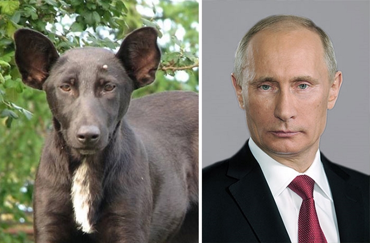 Um cachorro e aquele cara que gosta de posar sem camisa... aquele, o presidente da Rússia... isso, o Vladimir Putin