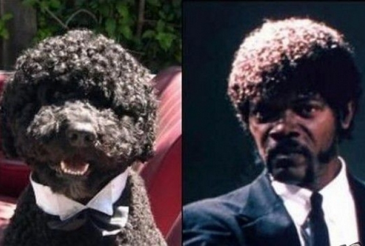 Um cachorro estiloso e Samuel Jackson em Pulp Fiction