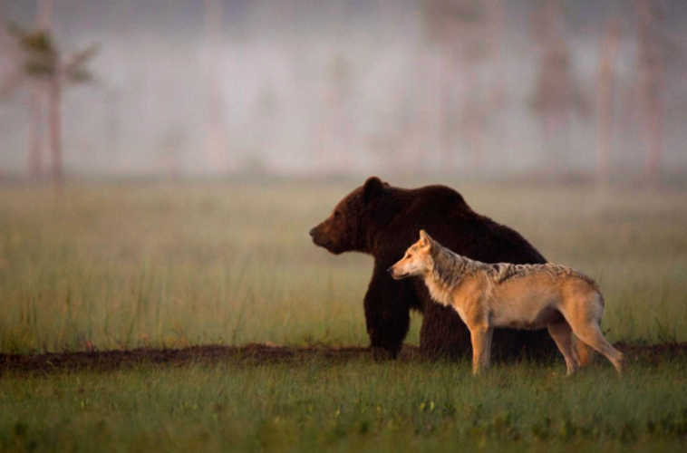 A ursa e o lobo andam sempre juntos, entre as 20h e as 4h, e dividem refeições