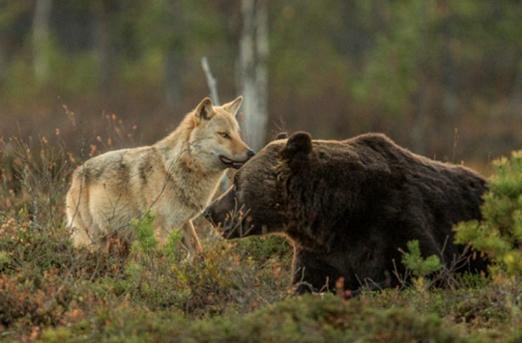 A ursa e o lobo andam sempre juntos, entre as 20h e as 4h, e dividem refeições