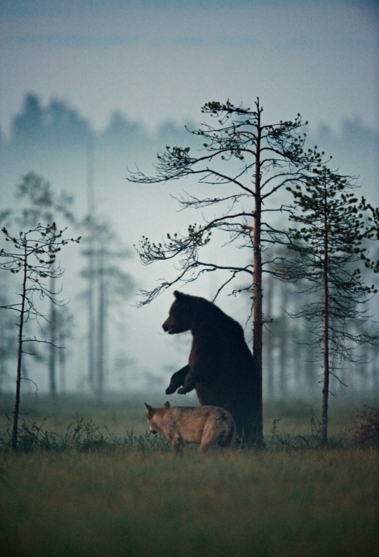 A ursa e o lobo andam sempre juntos, entre as 20h e as 4h, e dividem refeições