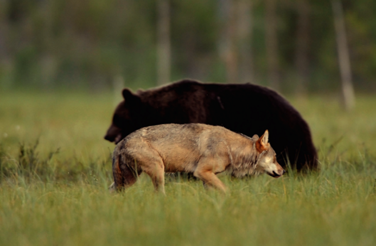 A ursa e o lobo andam sempre juntos, entre as 20h e as 4h, e dividem refeições