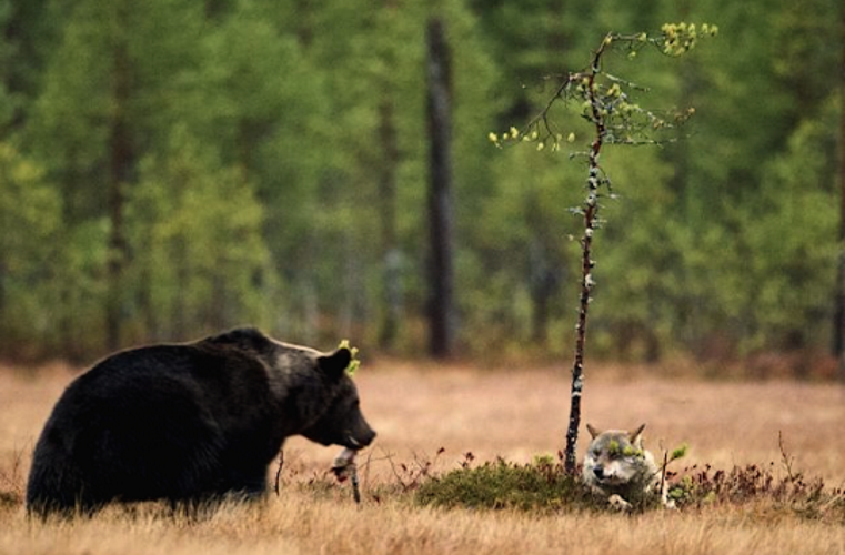 A ursa e o lobo andam sempre juntos, entre as 20h e as 4h, e dividem refeições