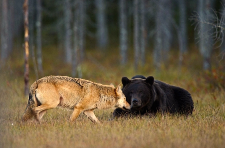 A ursa e o lobo andam sempre juntos, entre as 20h e as 4h, e dividem refeições