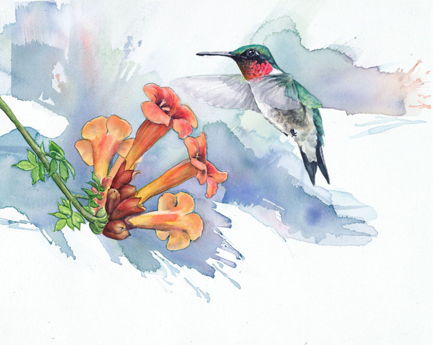 Biologista aproveita o tempo livre para pintar aquarelas de pássaros