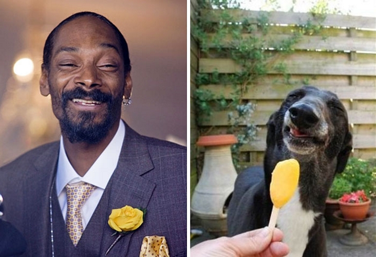 Snoop Dog e um dog