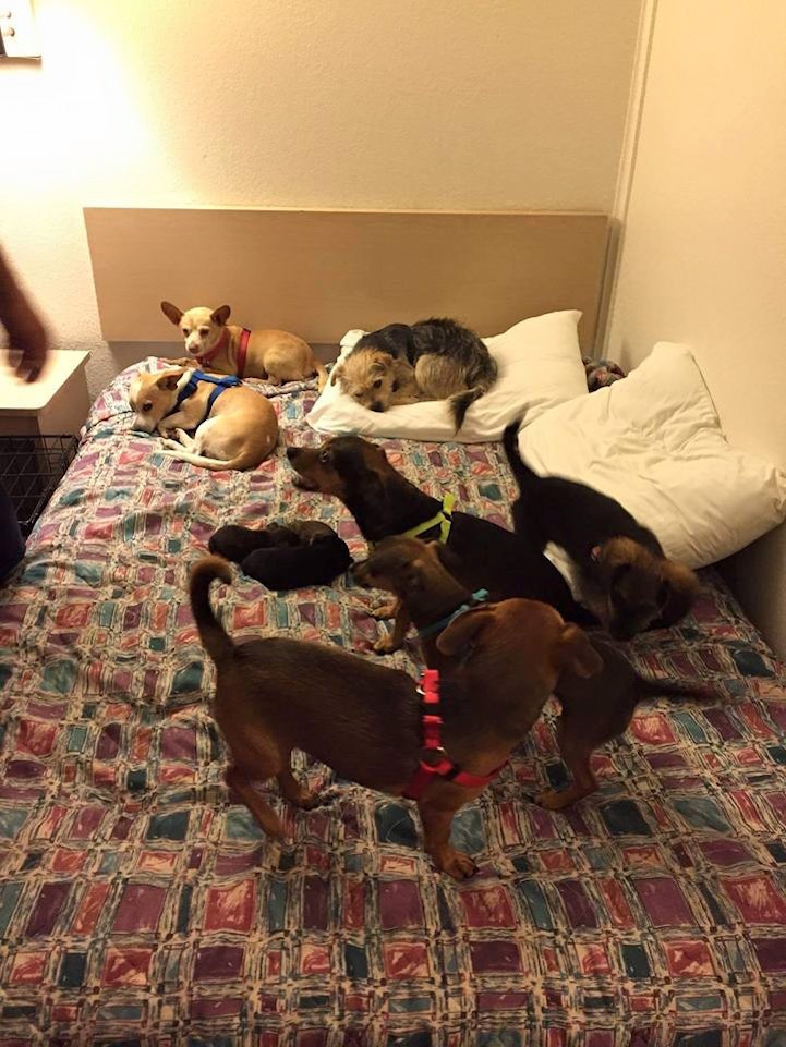 O estadunidense perdeu a casa em 2011 e passou a tomar conta de animais de rua. Recentemente, ele ganhou um novo lar