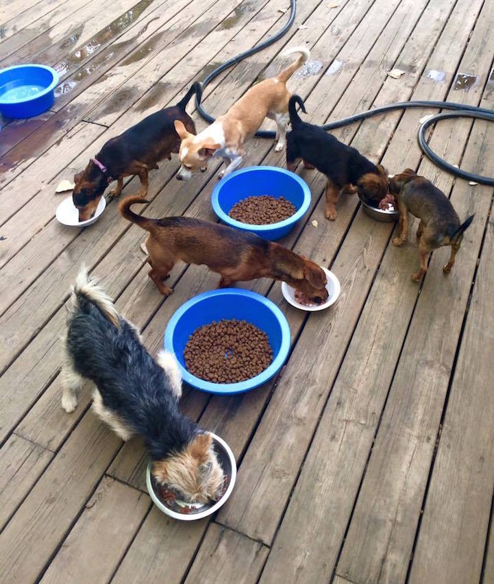 O estadunidense perdeu a casa em 2011 e passou a tomar conta de animais de rua. Recentemente, ele ganhou um novo lar
