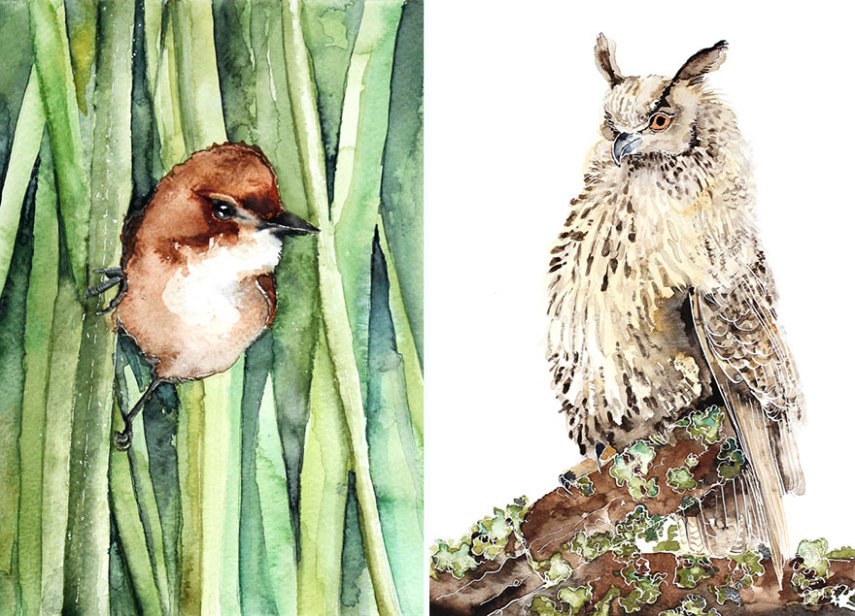 Arquiteta faz lindas aquarelas de pássaros nas horas vagas