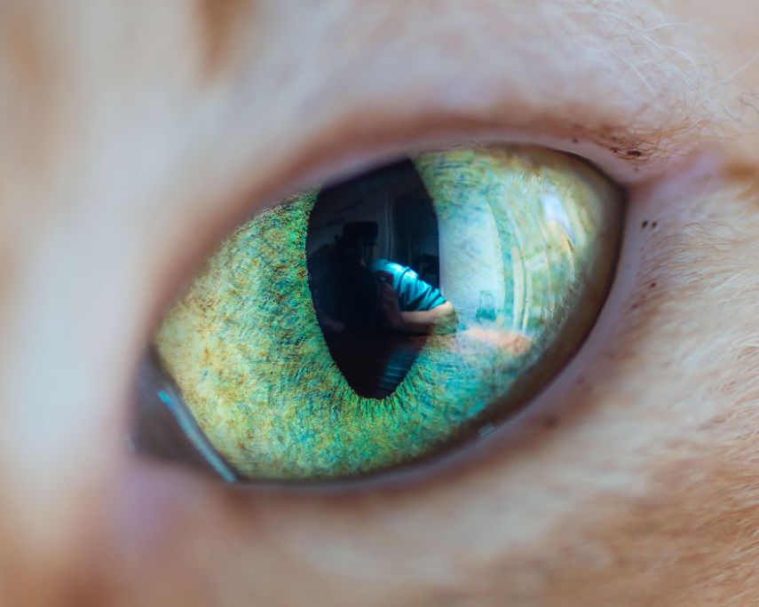 Andrew Marttila é especialista em clicar gatos e já fotografou felinos famosos como Grumpy Cat, Lil Bub e Pudge