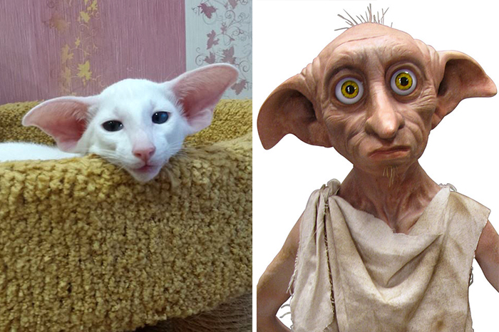 Um gato orelhudo e um elfo doméstico (sim, é o Dobby de Harry Potter)