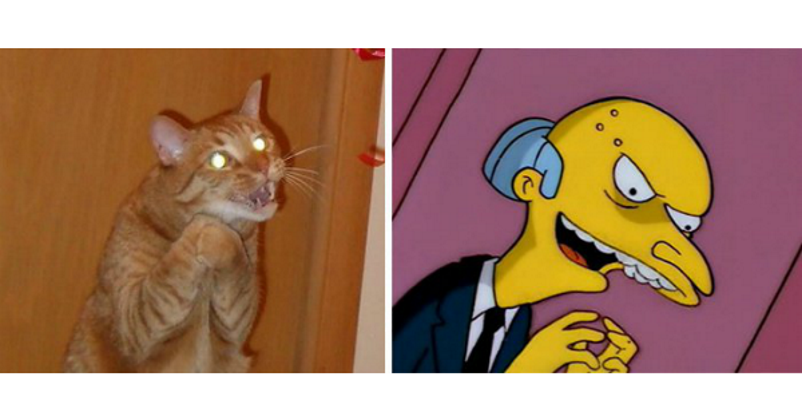 Um gato e o Sr. Burns, dos Simpons