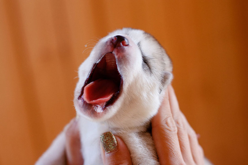 Erica Tcogoeva demonstra seu amor pelos cães postando imagens todos os dias