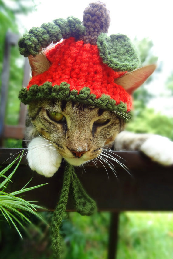 Americana faz chapéus, toucas e boinas de crochê para cães e gatos