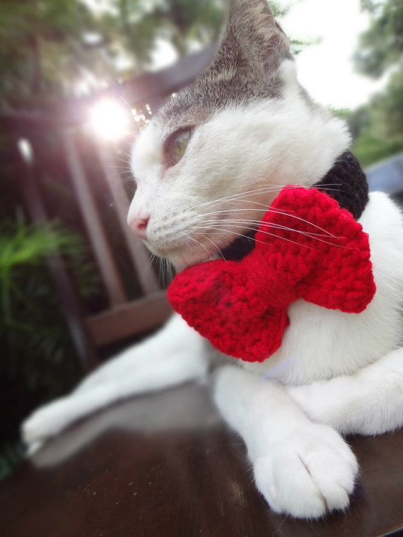 Americana faz chapéus, toucas e boinas de crochê para cães e gatos