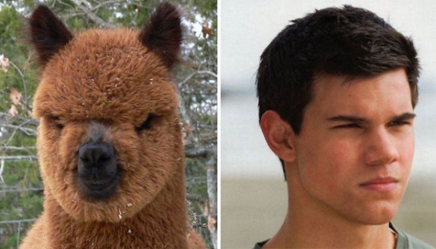 Uma alpaca e Taylor Lautner na época em que era a versão franguinho de Jacob Black, o lobisomem de Crepúsculo